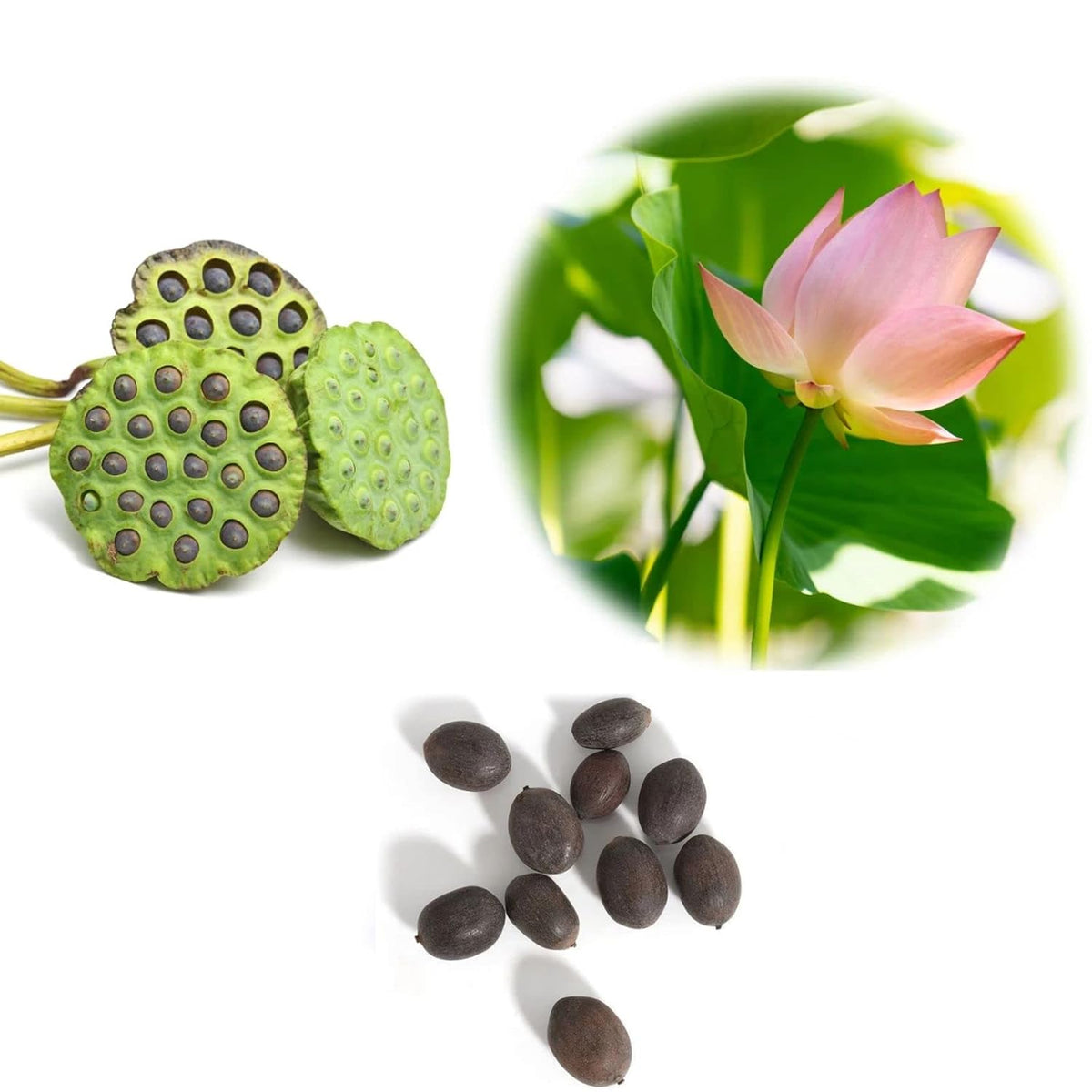Organic Lotus (Kamal) Flower Seeds | Sow and Grow Fresh Healthy Seeds in Your Garden | Perfect for Home & Terrace Gardening | High Germination Seeds | (Pack of
