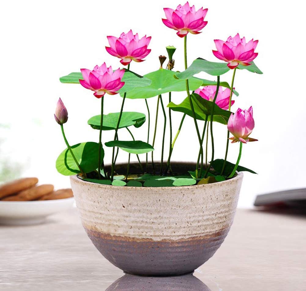GO GREEN Lotus plant LIANG LI MICRO LOTUS Organic Water Lilies Lotus Bowl Aquatic Plants Flower Easy from tuber, Bonsai Planting Pond Indoor Outdoor Decor, can