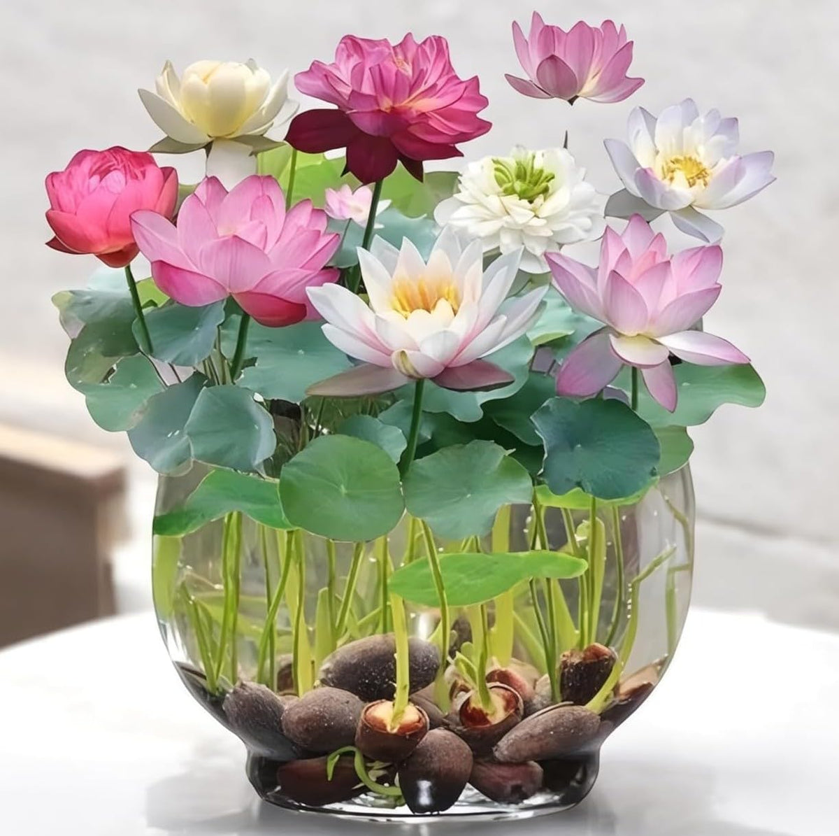 All Season Lotus Flower Hybrid Japanese Seeds | Kamal Organic Beej | Dwarf Aquatic Lotus Plant | 95% Germination | Home Garden Water Feature | Pack of 10