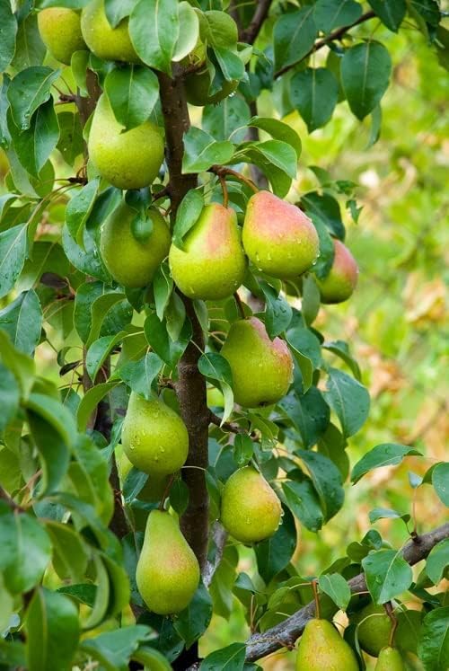 Platone Green Nashpati Variety Fruit Indian Pear Plants Grafted plant | Outdoor/Indoor Living Plants Original European Variety Fruit Plant(Nashpati Plant)