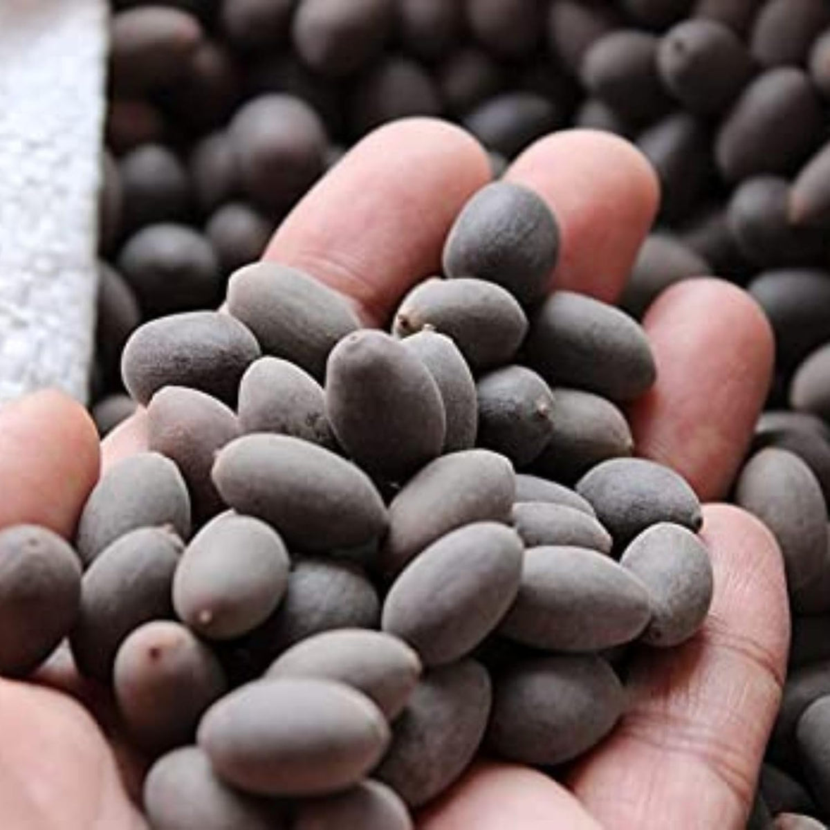 Organic Lotus (Kamal) Flower Seeds | Sow and Grow Fresh Healthy Seeds in Your Garden | Perfect for Home & Terrace Gardening | High Germination Seeds | (Pack of