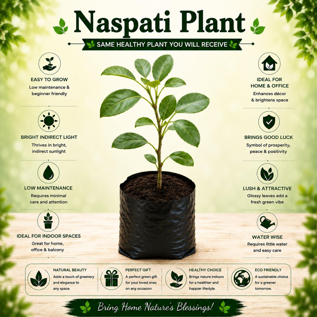 Pear Nashpati Live Grafted Fruit Plant | Healthy Fruit Tree for Home Outdoor Garden Without Pot Pack of 1.