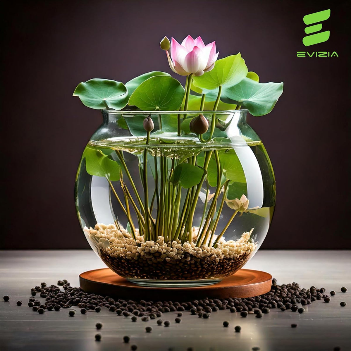 100% Japanese Mix Flower Seeds| All Mix Color Growing Lotus Kamal Gatta Seed, Home Gardening| Live Water plant for Pond| Water Lily, Rainbow Lotus Flower Seeds