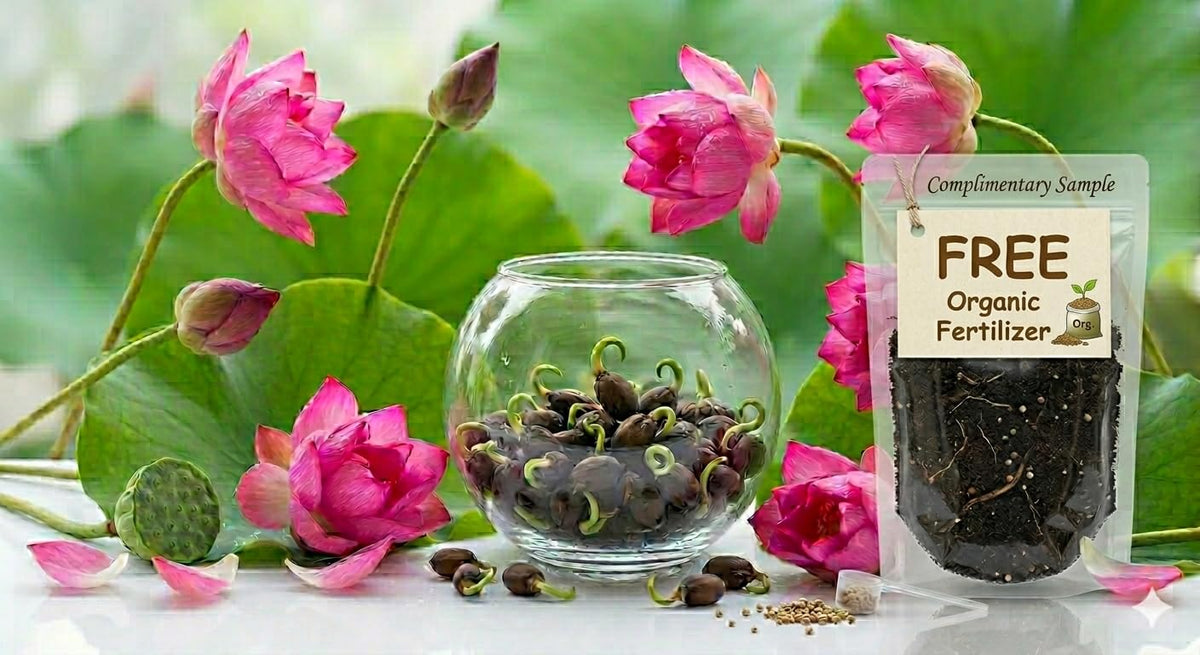 Pink Lotus Flower Seeds with Free Organic Fertiliser Sample