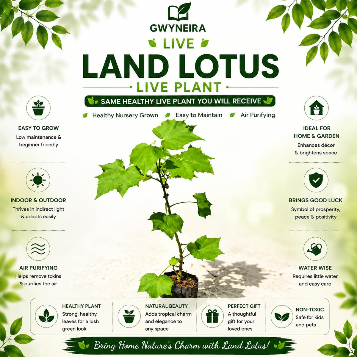 Live White Land Lotus Or Sthol poddo Flower Plant, Organic Eco-Friendly Home Decor Plant Pack of 1 Without Pot
