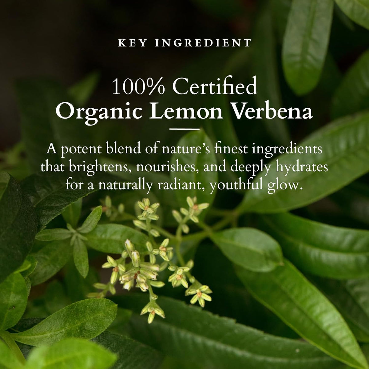 Lotus Organics+ Vitamin C Radiance Booster Face Cream | 100% Certified Organic Lemon Verbena | Boosts Collagen & Deeply Moisturises | SPF 20 PA+++ | All Skin Ty