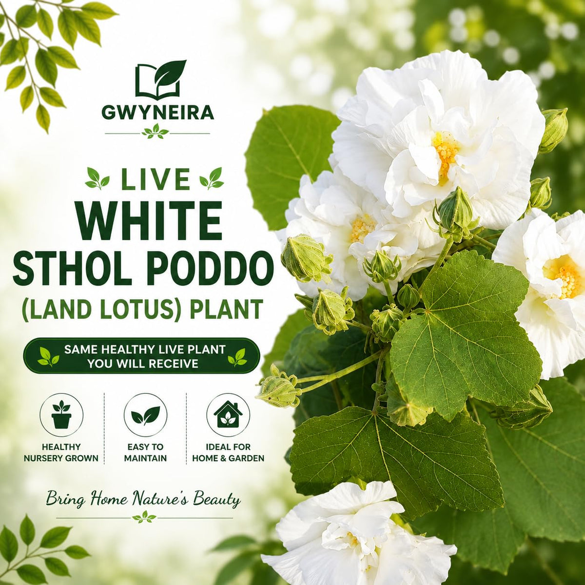 Live White Land Lotus Or Sthol poddo Flower Plant, Organic Eco-Friendly Home Decor Plant Pack of 1 Without Pot
