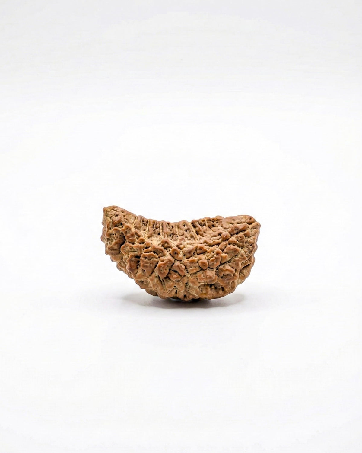 1 Mukhi Rudraksha Original |Shri Nupur Certified Beautiful Moon Kaju Shape Rudraksha | One Face Rudraksha with Lab Test Report | Ekmukhi Rudraksh