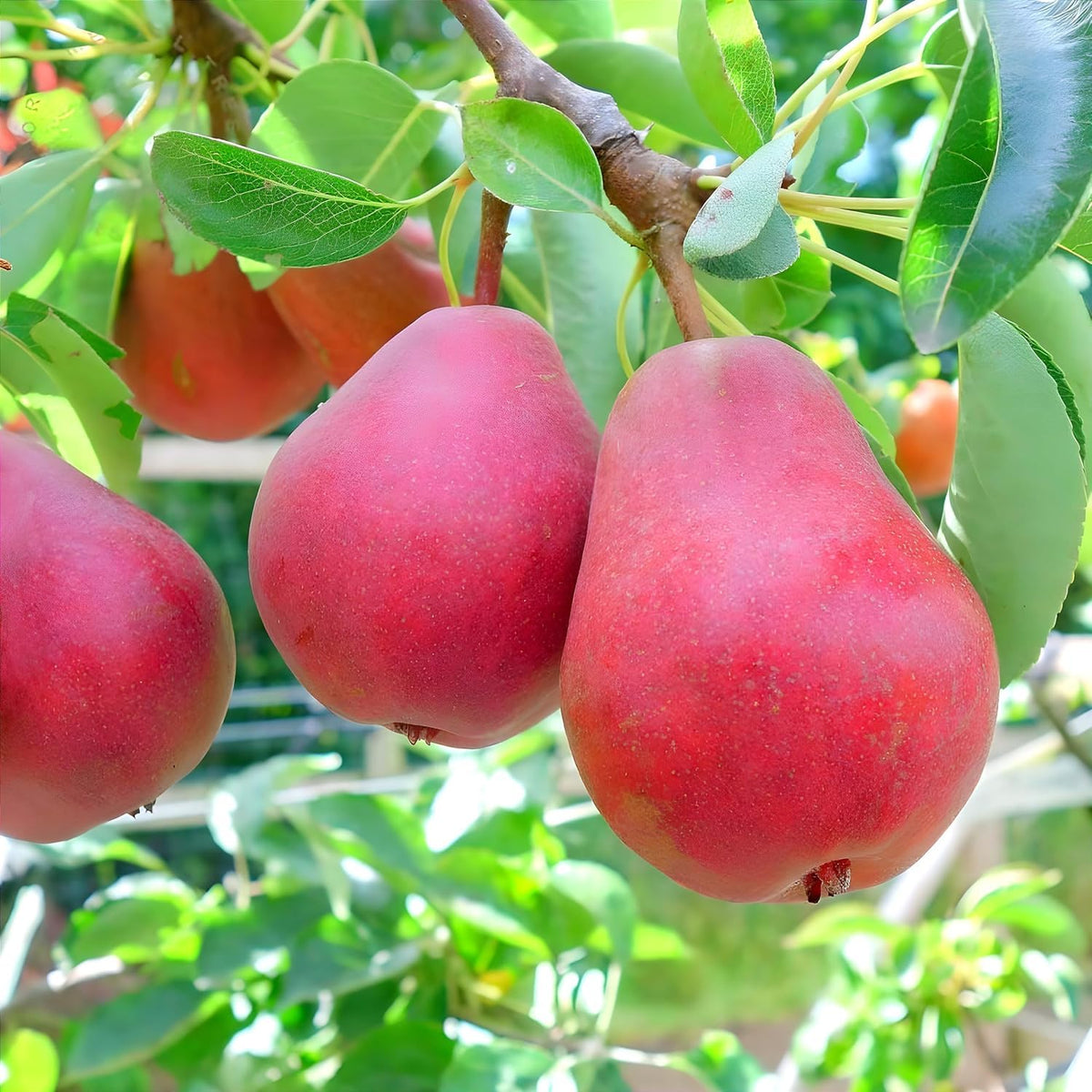 Platone Hybrid Red Pear Fruit Plant (Pack of 1) Nashpati Live Tree | Healthy Fruit Bearing Plant for Home & Outdoor Gardening Fast-Growing Fruit Bearing | Pack