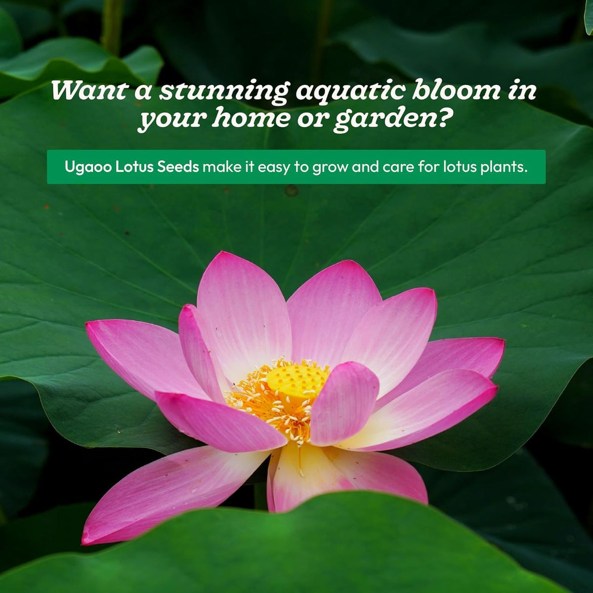 Ugaoo Lotus Seeds for Planting with Sandpaper - Pack of 20 Seeds | High-Germination Lotus Seeds for Planting in Water, Home Garden & Ponds