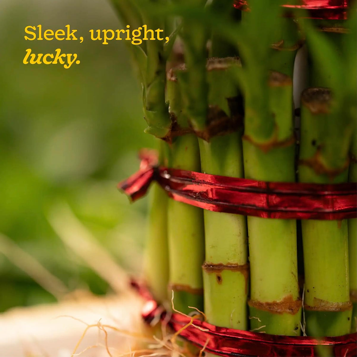 Ugaoo Lucky Bamboo 3 Layer Feng Shui Plant (green color) 3 Layer Glass Bowl