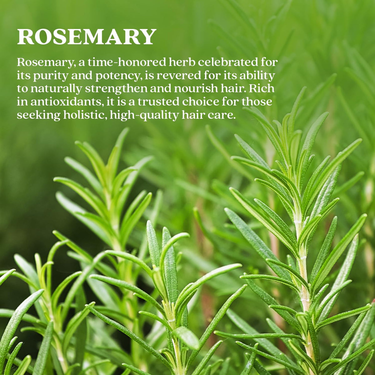 Bixa Botanical Rosemary Leaves 120g | Hair Growth Support & Reduce Dandruff Rosemary 120 g (Pack of 1)