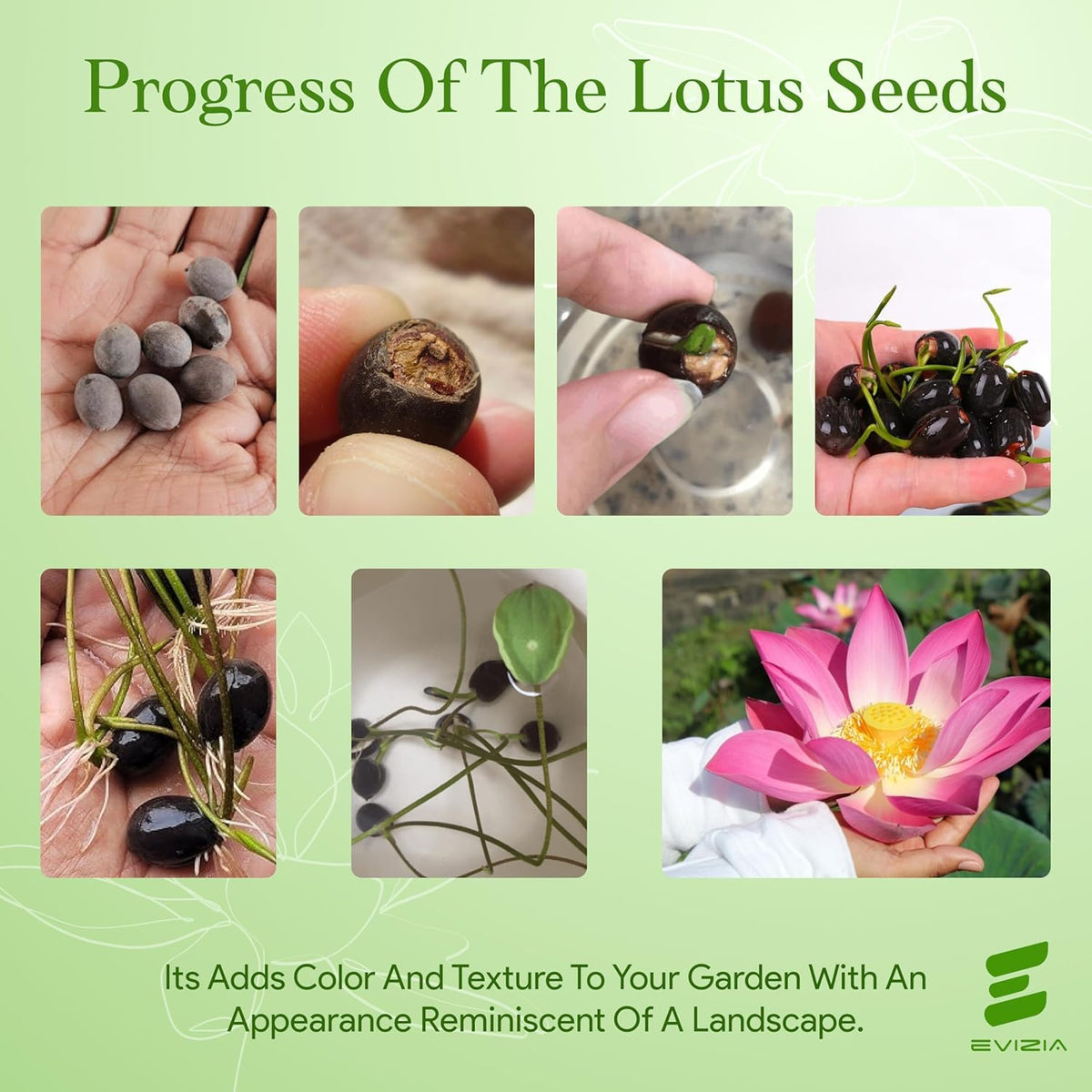 100% Japanese Mix Flower Seeds| All Mix Color Growing Lotus Kamal Gatta Seed, Home Gardening| Live Water plant for Pond| Water Lily, Rainbow Lotus Flower Seeds