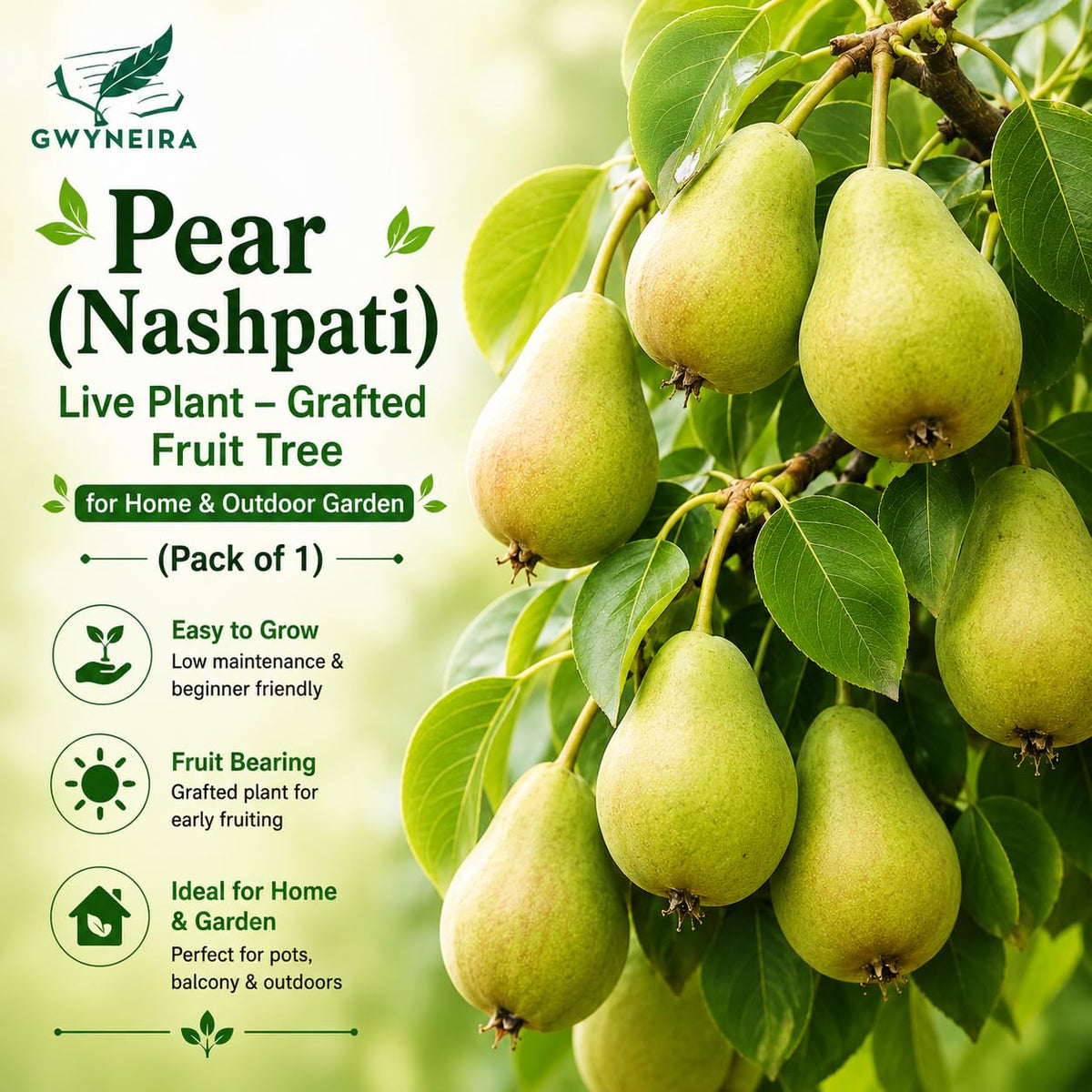 Pear Nashpati Live Grafted Fruit Plant | Healthy Fruit Tree for Home Outdoor Garden Without Pot Pack of 1.