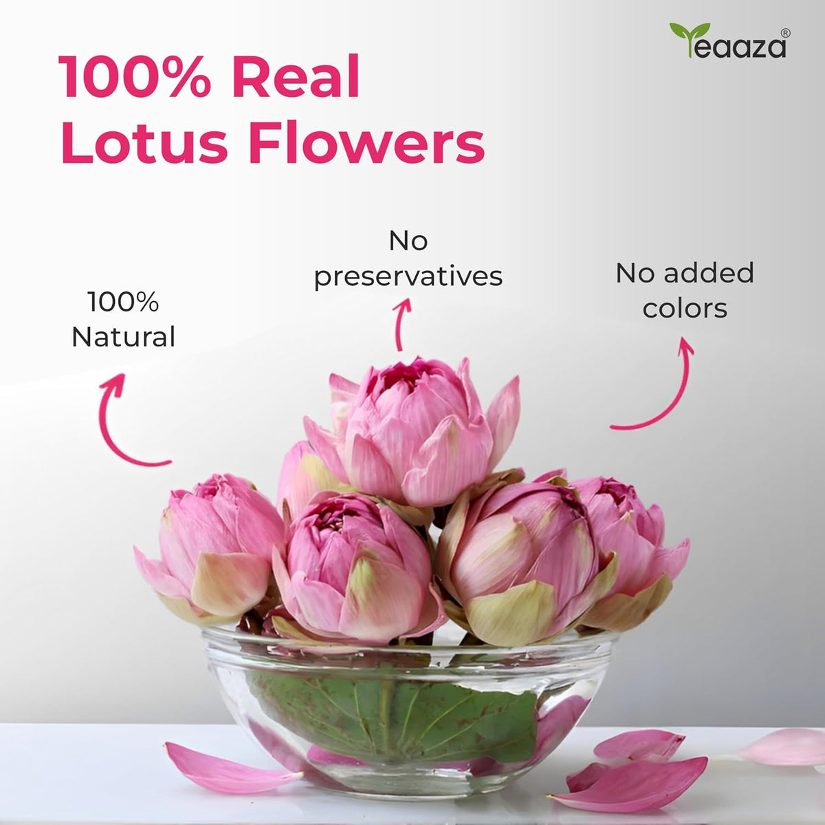 Teaaza Lotus Flower Tea – 30g (60 Cups) | Herbal Caffeine-Free Detox Tea for Sleep & Relaxation | Reusable Pet Jar | Twice Steepable Lotus Flower 30 Gram