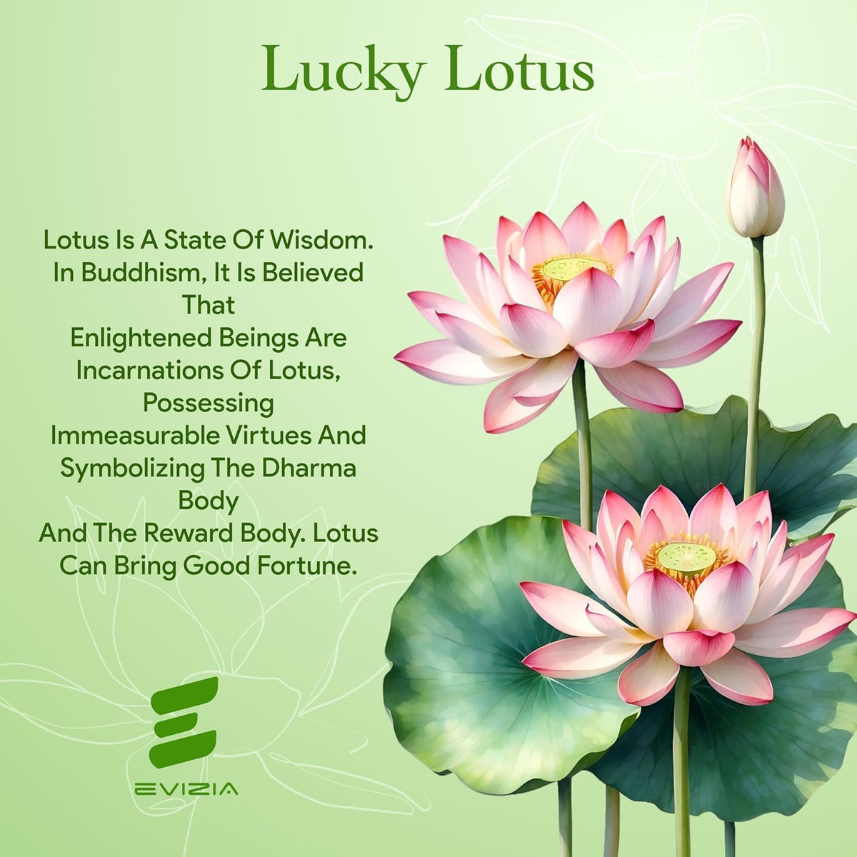 100% Japanese Mix Flower Seeds| All Mix Color Growing Lotus Kamal Gatta Seed, Home Gardening| Live Water plant for Pond| Water Lily, Rainbow Lotus Flower Seeds