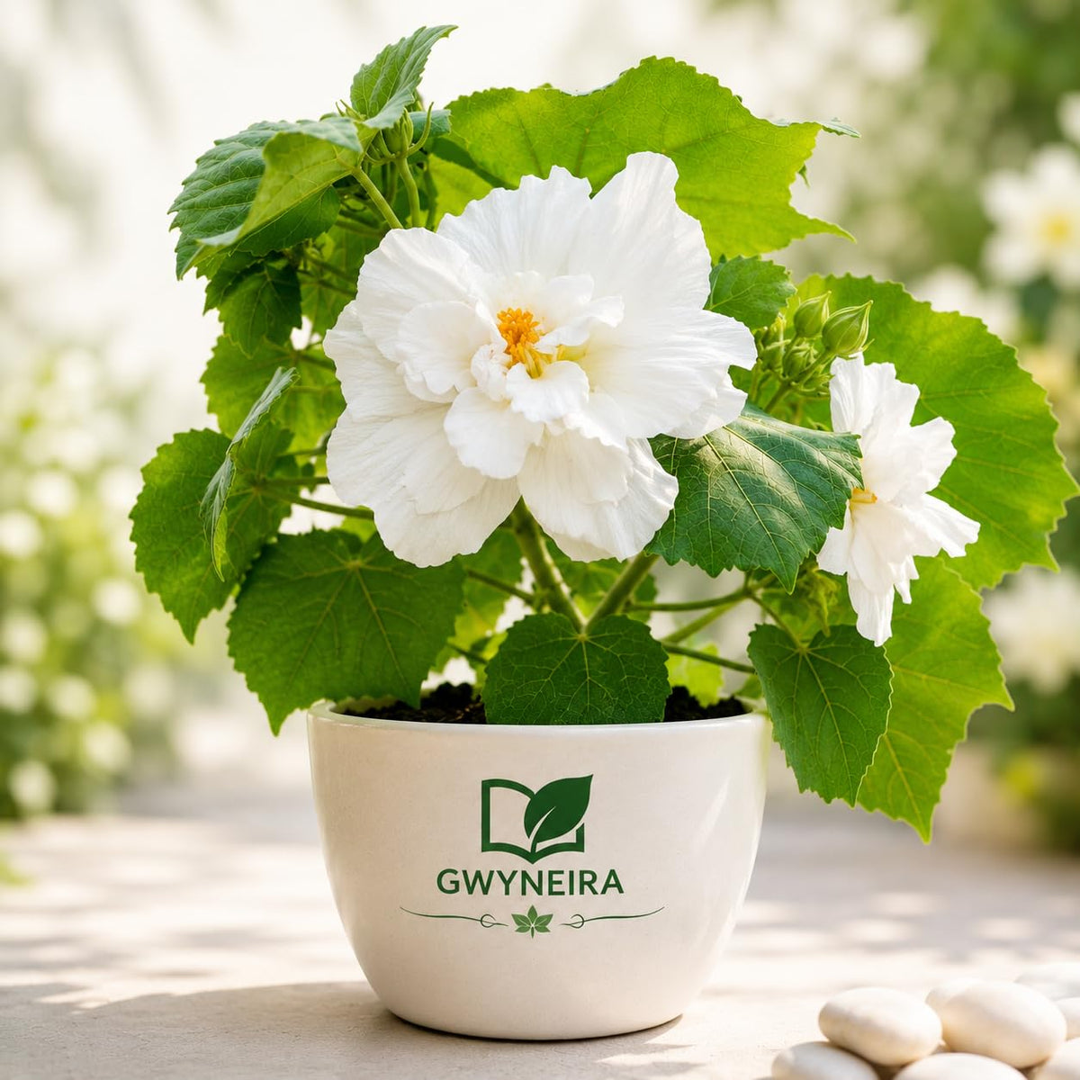 Live White Land Lotus Or Sthol poddo Flower Plant, Organic Eco-Friendly Home Decor Plant Pack of 1 Without Pot