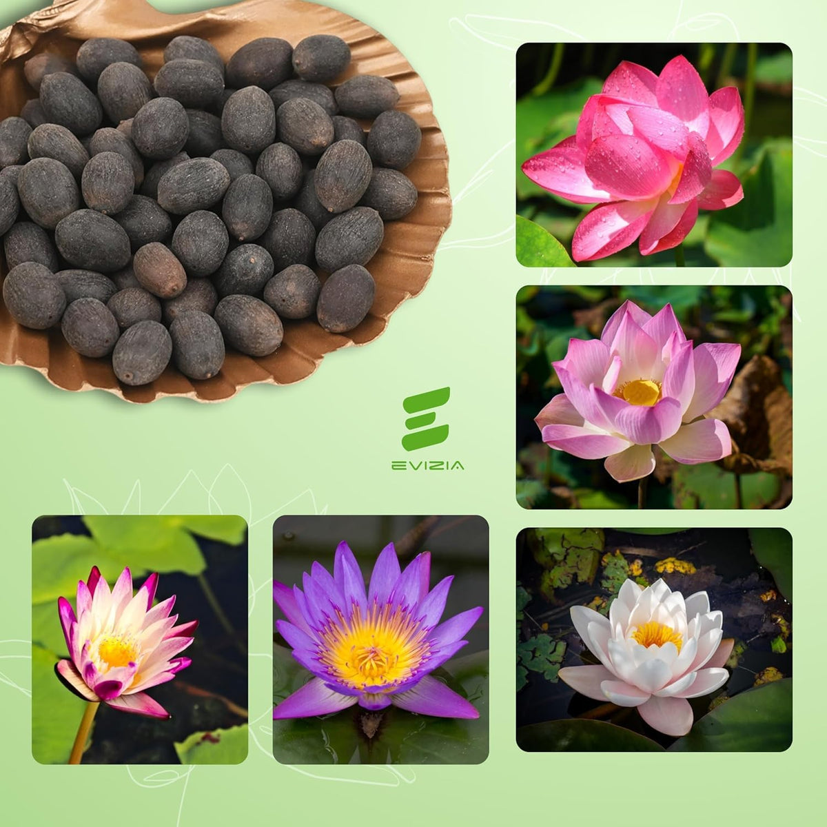 100% Japanese Mix Flower Seeds| All Mix Color Growing Lotus Kamal Gatta Seed, Home Gardening| Live Water plant for Pond| Water Lily, Rainbow Lotus Flower Seeds