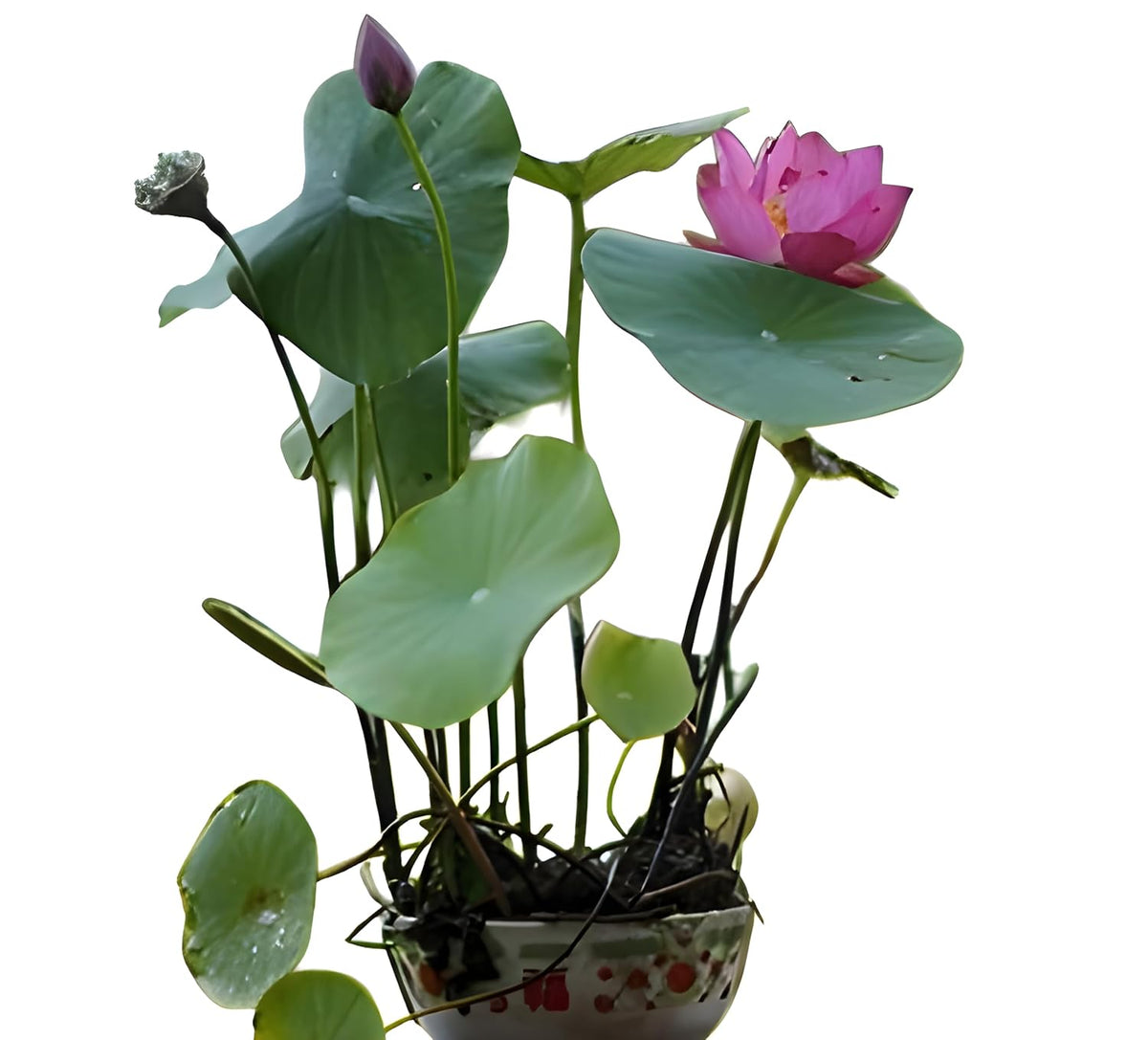 Water Lotus Seeds for Planting in Aquatic Containers, Organic Indoor Water Bowl Lotus Seeds for Home Garden Water Features and Mini Ponds, pack of 60