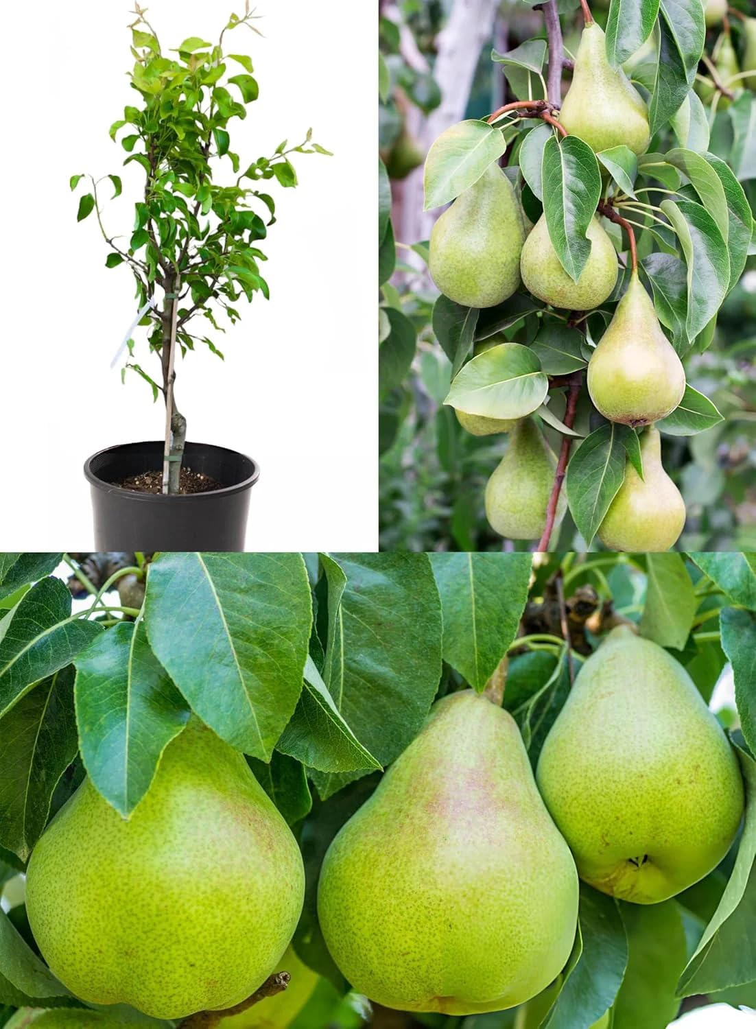 Thai Pear Amritphalam Green Nashpati Grafted Live Plant | All-Season Hybrid Airlayered Fruit Tree | Fruits Within 12 Months | Home Garden Outdoor Gardening Plan