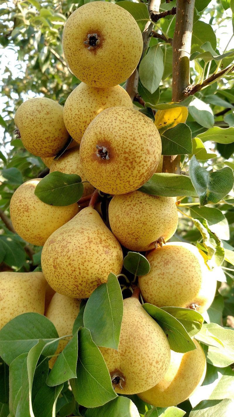 Fruit Pear Plant for Indoor and Outdoor with Grow Bag (Multicolor, 170mm) (G N_961)