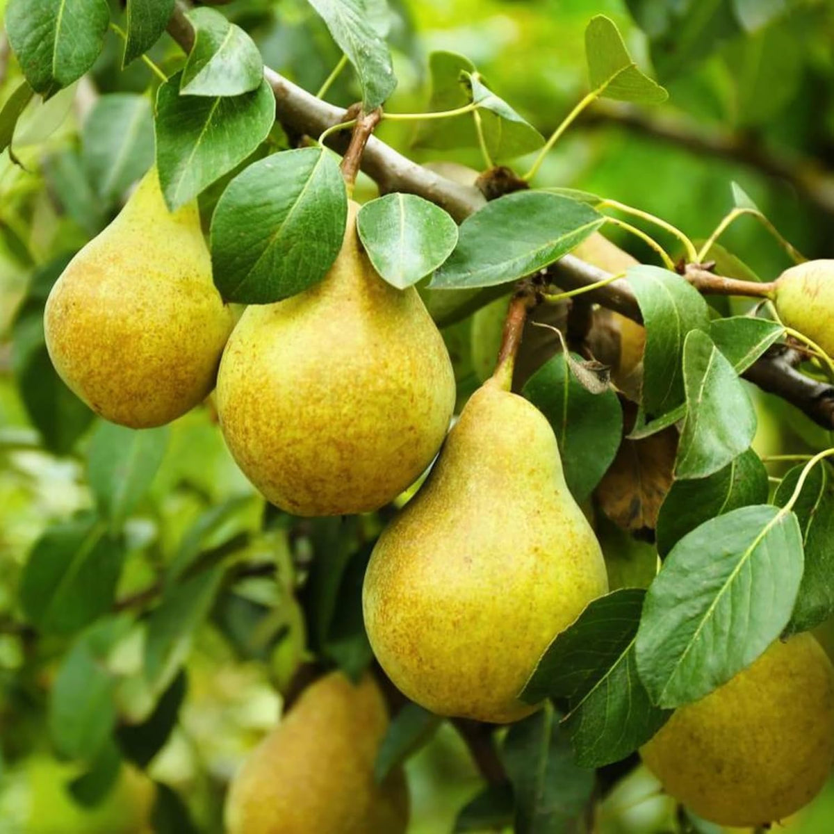 Nashpati Babugosha Green Pear Fruit Plant | Healthy Live Fruit Tree for Home Garden, Kitchen Garden, Terrace & Gardening Enthusiasts