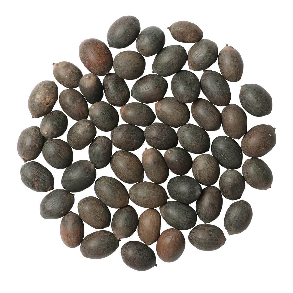 Innate 100% Japanese Rainbow Lotus Flower Seeds,Dwarf Rainbow Lotus Flower Seed, Lotus Seeds for Home Garden Flower Seeds Flower Seeds for Garden Plant Seeds (p