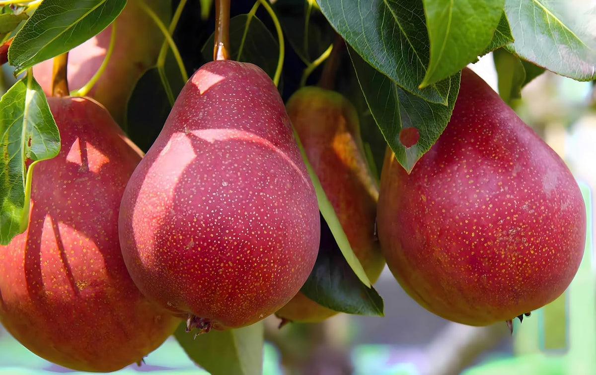 Platone Hybrid Red Pear Fruit Plant (Pack of 1) Nashpati Live Tree | Healthy Fruit Bearing Plant for Home & Outdoor Gardening Fast-Growing Fruit Bearing | Pack