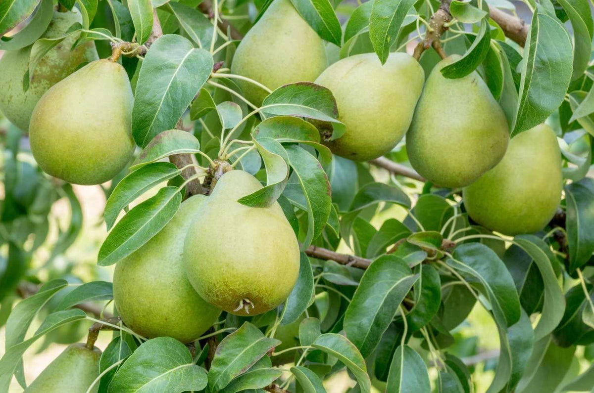 Platone Green Nashpati Variety Fruit Indian Pear Plants Grafted plant | Outdoor/Indoor Living Plants Original European Variety Fruit Plant(Nashpati Plant)
