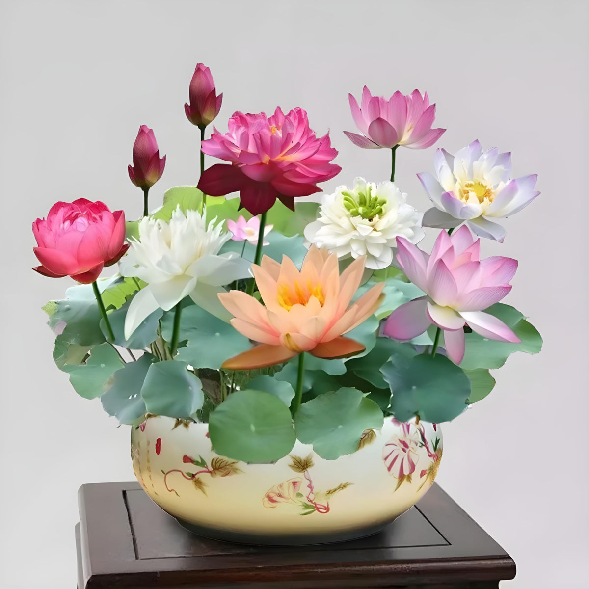 Chinese Rainbow Lotus Flower Seeds,Dwarf Rainbow Lotus Flower SeedS for Home Decor (Pack Of 25 Psc)