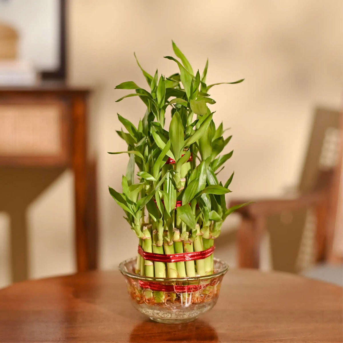 Ugaoo Lucky Bamboo 3 Layer Feng Shui Plant (green color) 3 Layer Glass Bowl