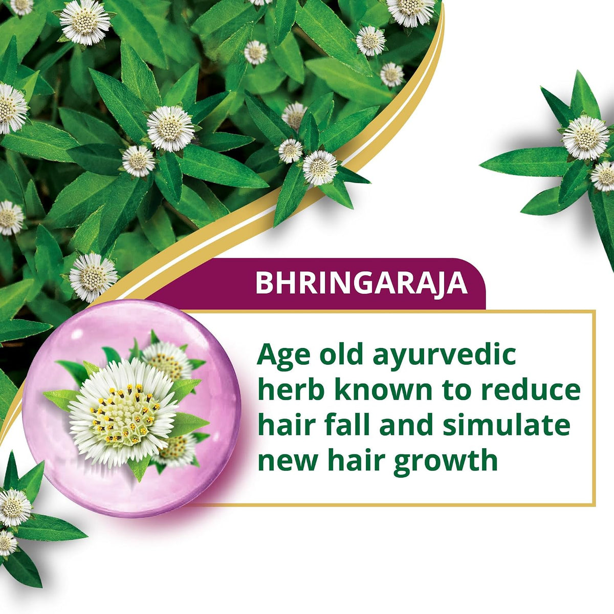 Himalaya Anti-Hair Fall Bhringaraja Shampoo, Reduces Hair Fall, Makes Hair Healthy, With Bhringaraja & Palasha,for men and women, 340ml Anti Hair Fall Shampoo 3