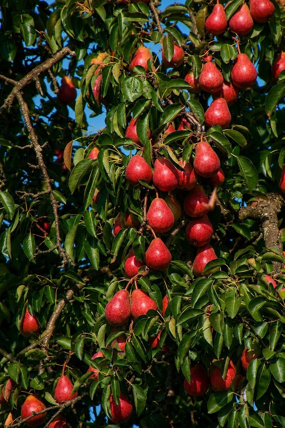 Babu Gosa Pear Naspati Fruit Plant Live Plant for Terrace Garden
