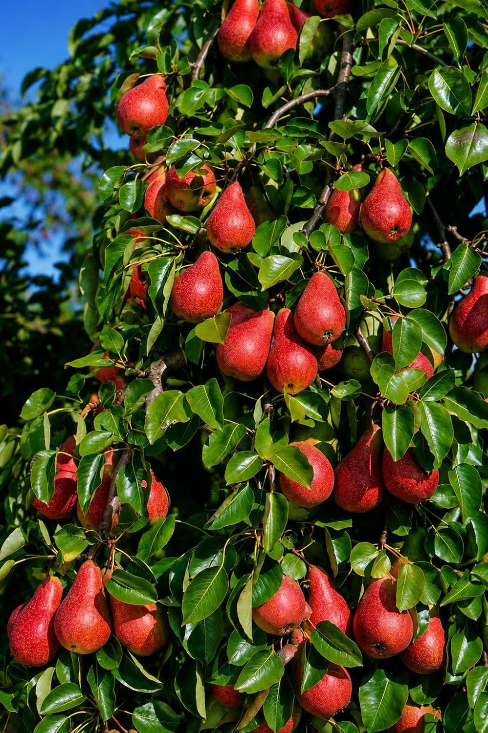 Babu Gosa Pear Naspati Fruit Plant Live Plant for Terrace Garden