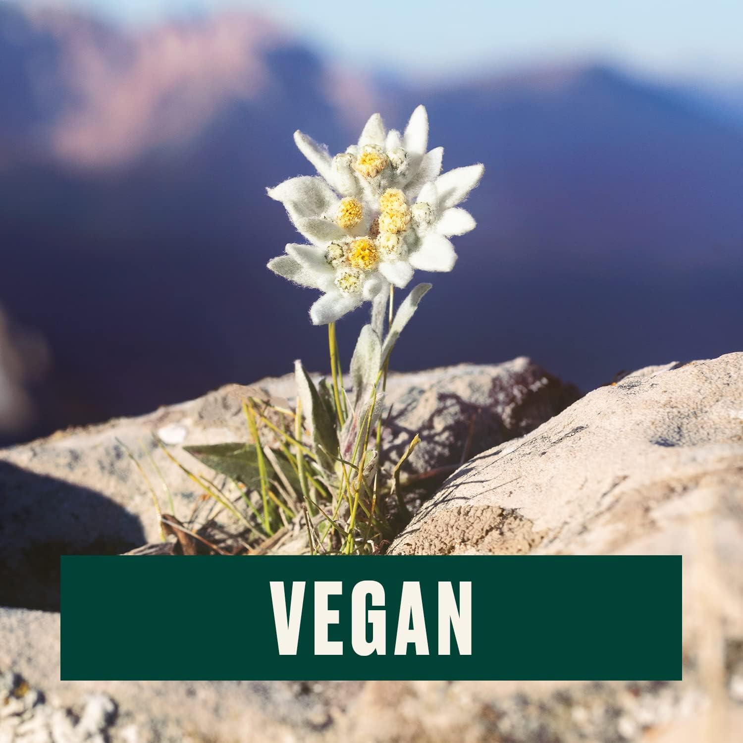 The Body Shop Edelweiss Daily Serum Concentrate – Hydrates and Refreshes Skin – Vegan – 50ml - BEAUTY BRATS